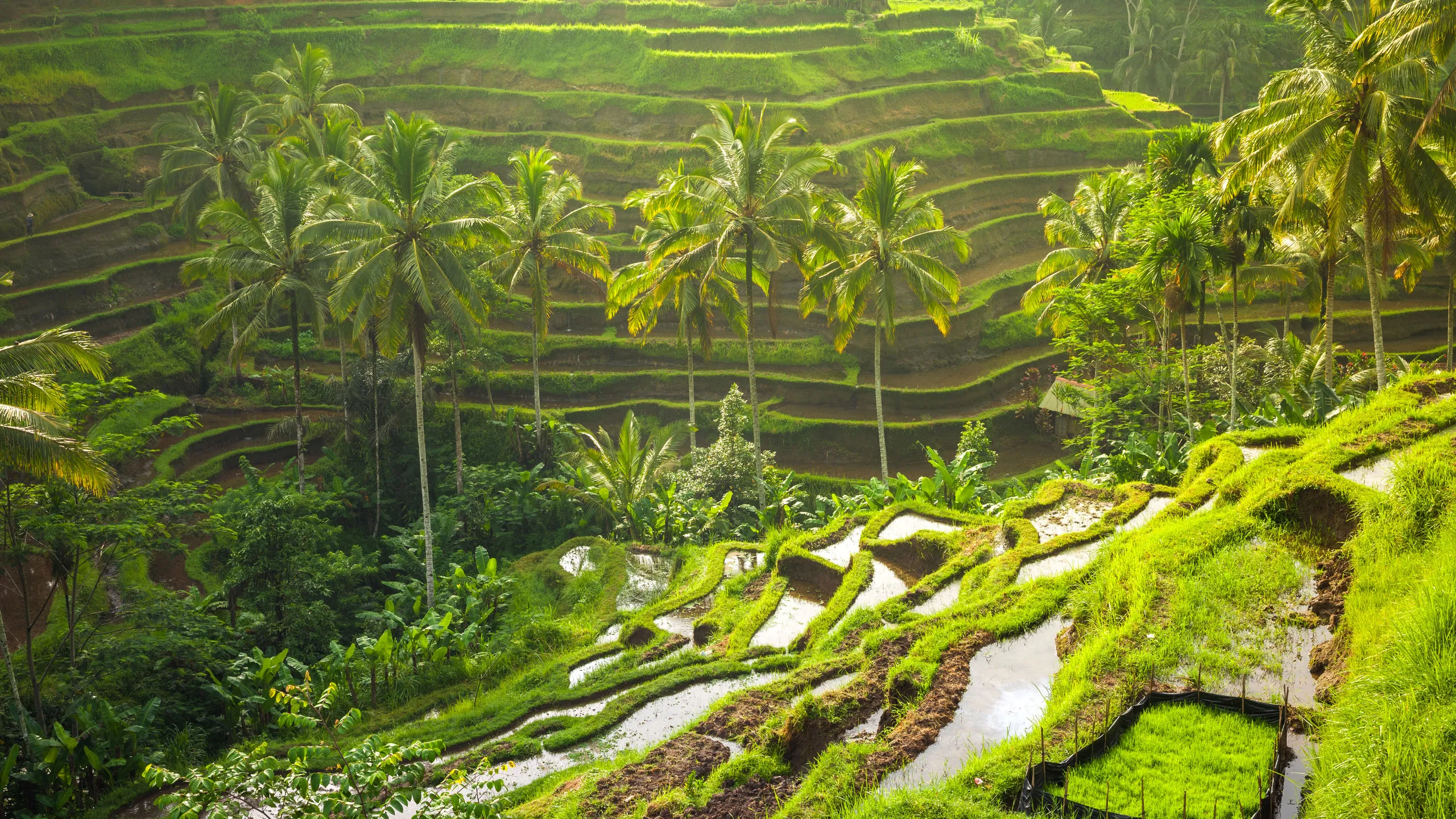 Ubud Waterfalls & Rice Terrace Tour